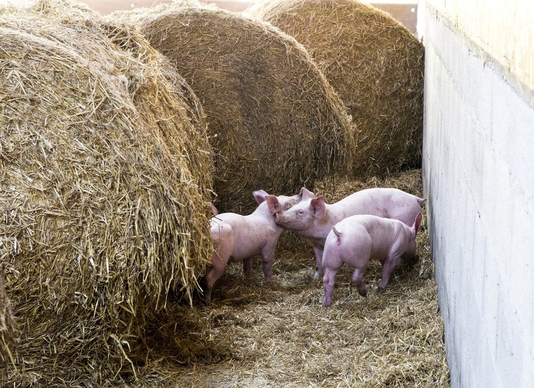 Ferme de la Mare景点图片