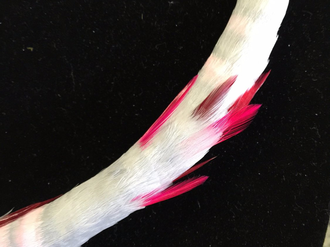 Maui Feather Lei Island Inspired-怀露库必去景点