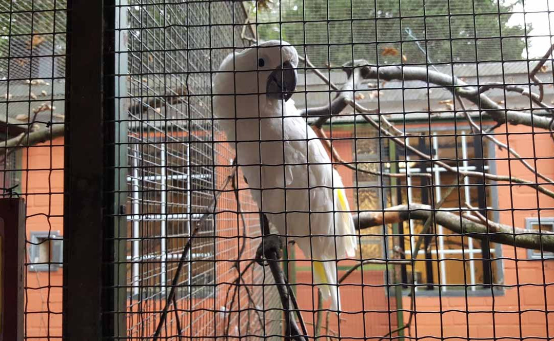 Solinger Vogel- und Tierpark景点图片