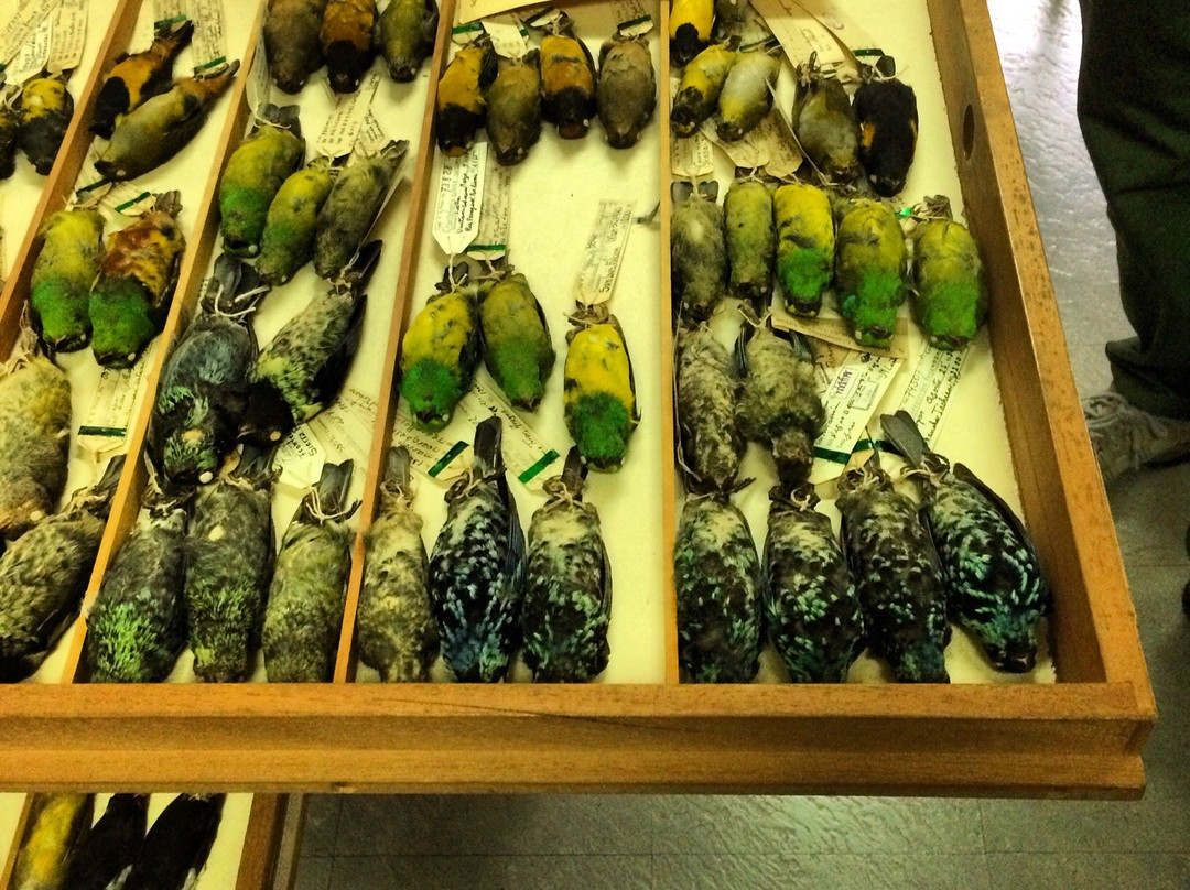 Coleccion Ornitologica William H. Phelps-加拉加斯必去景点