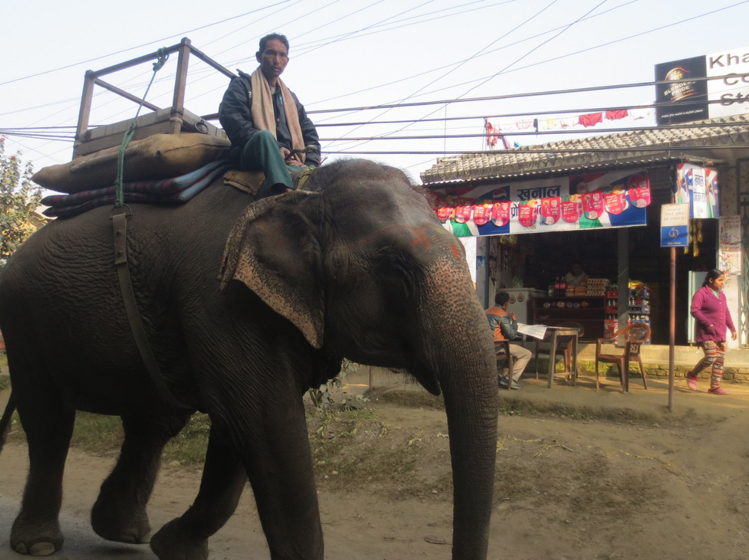Jungle Safari Chitwan-苏拉哈必去景点