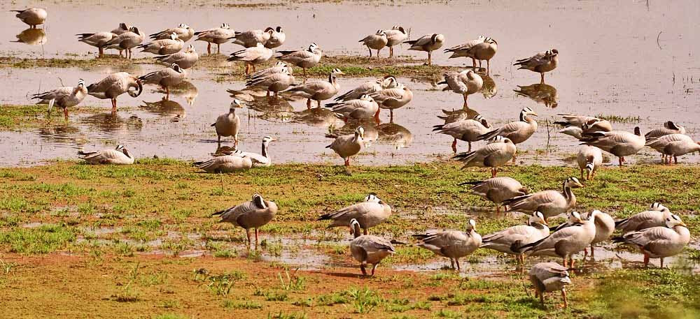 Punjab Duck Tours-阿姆利则必去景点
