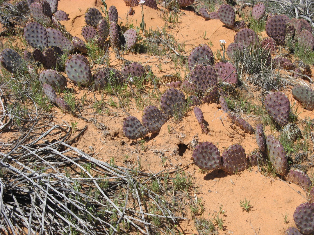 Edmaiers Secret-比格沃特必去景点
