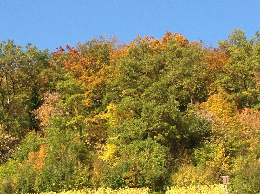Ruinen Wartenberg & Rebenweg-Muttenz必去景点