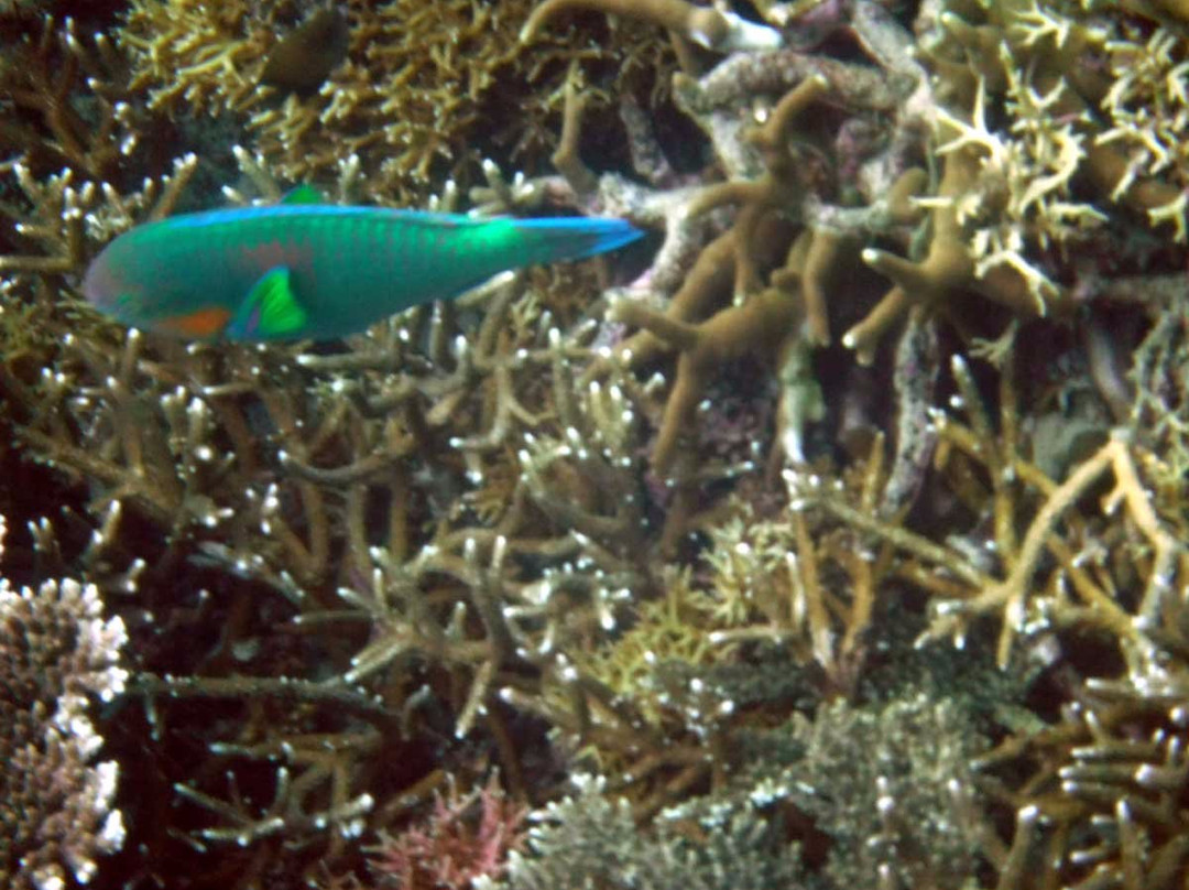 Tapiutan Island-爱妮岛必去景点