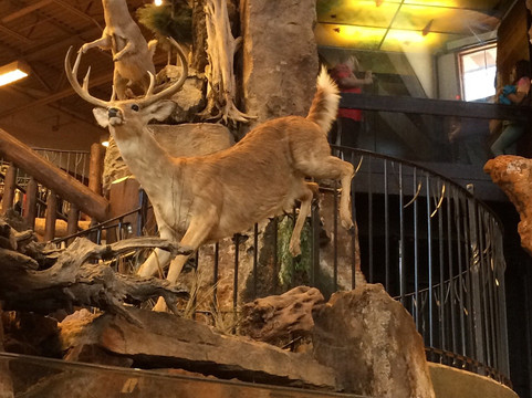 The Rim-圣安东尼奥市必去景点