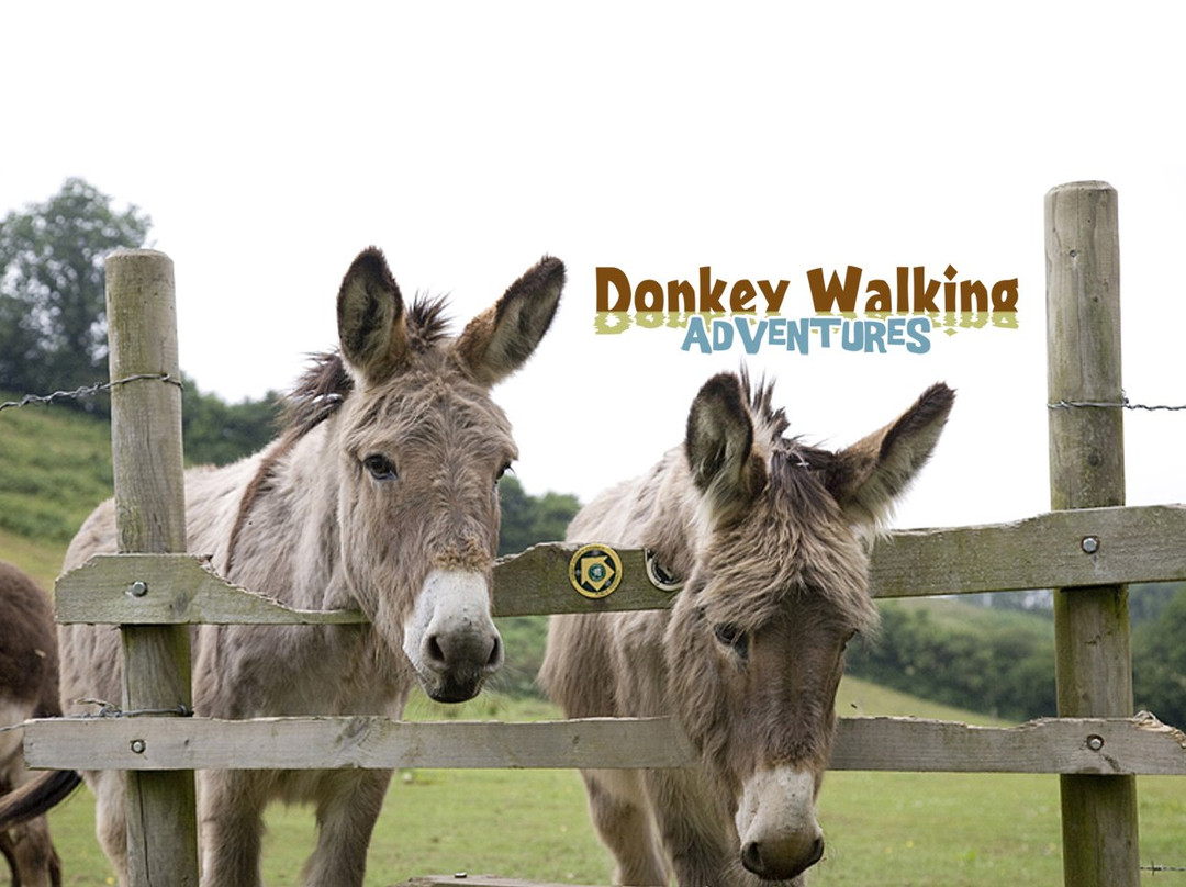 Donkey Walking Adventures景点图片