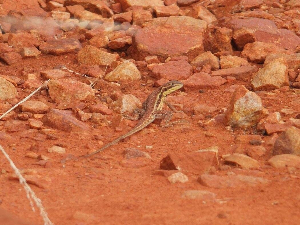 Iytwelepenty / Davenport Ranges National Park-Ali-Curung必去景点