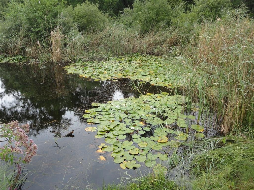 Réserve Naturelle des Grangettes景点图片