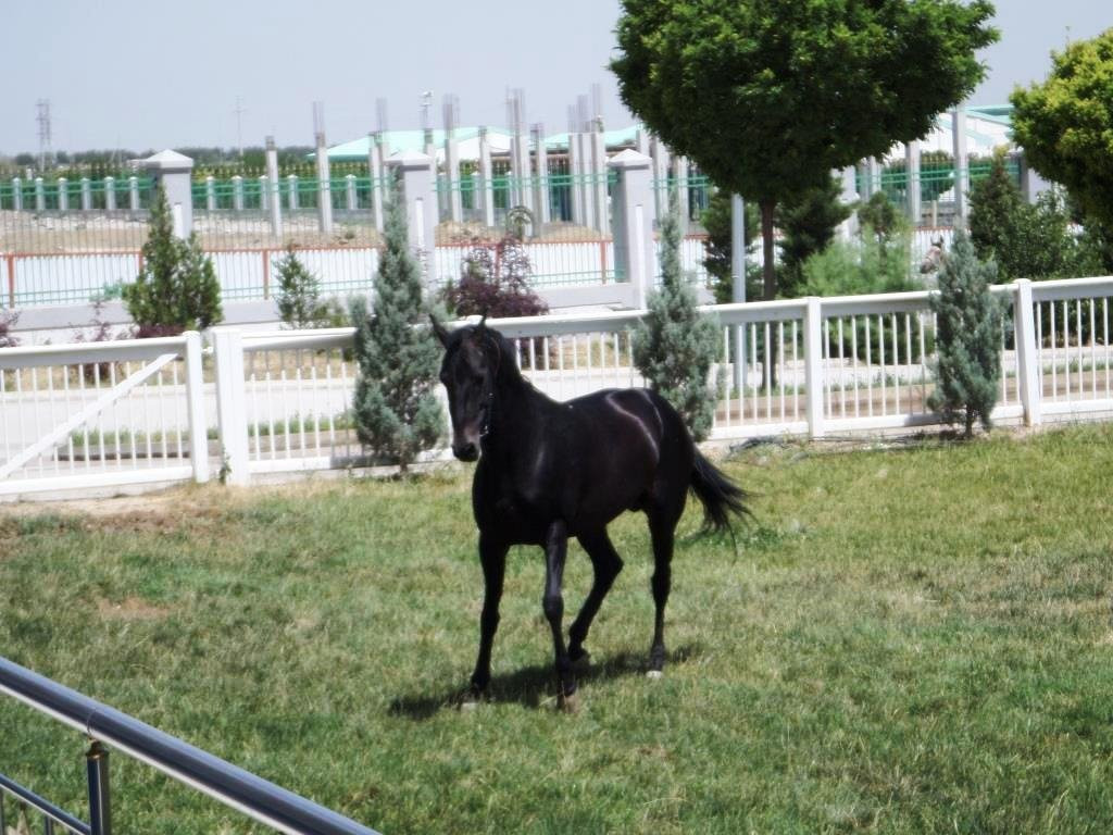 Ashgabat hippodrome-阿什哈巴德必去景点