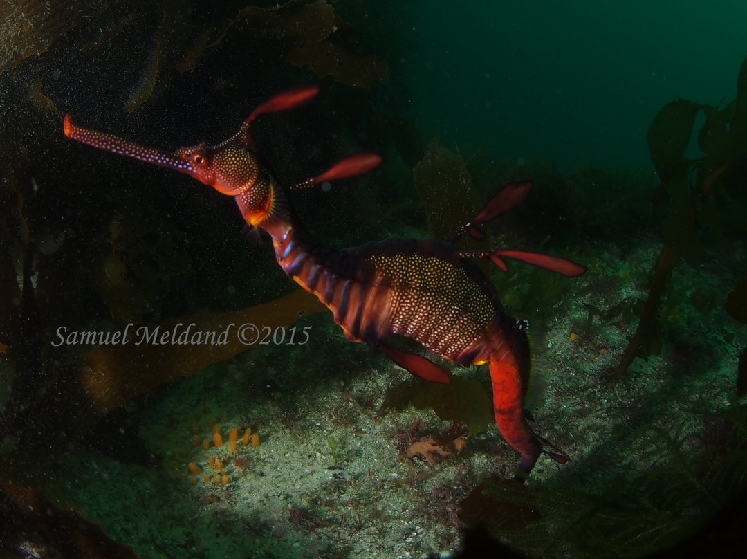 Bicheno Dive Centre景点图片