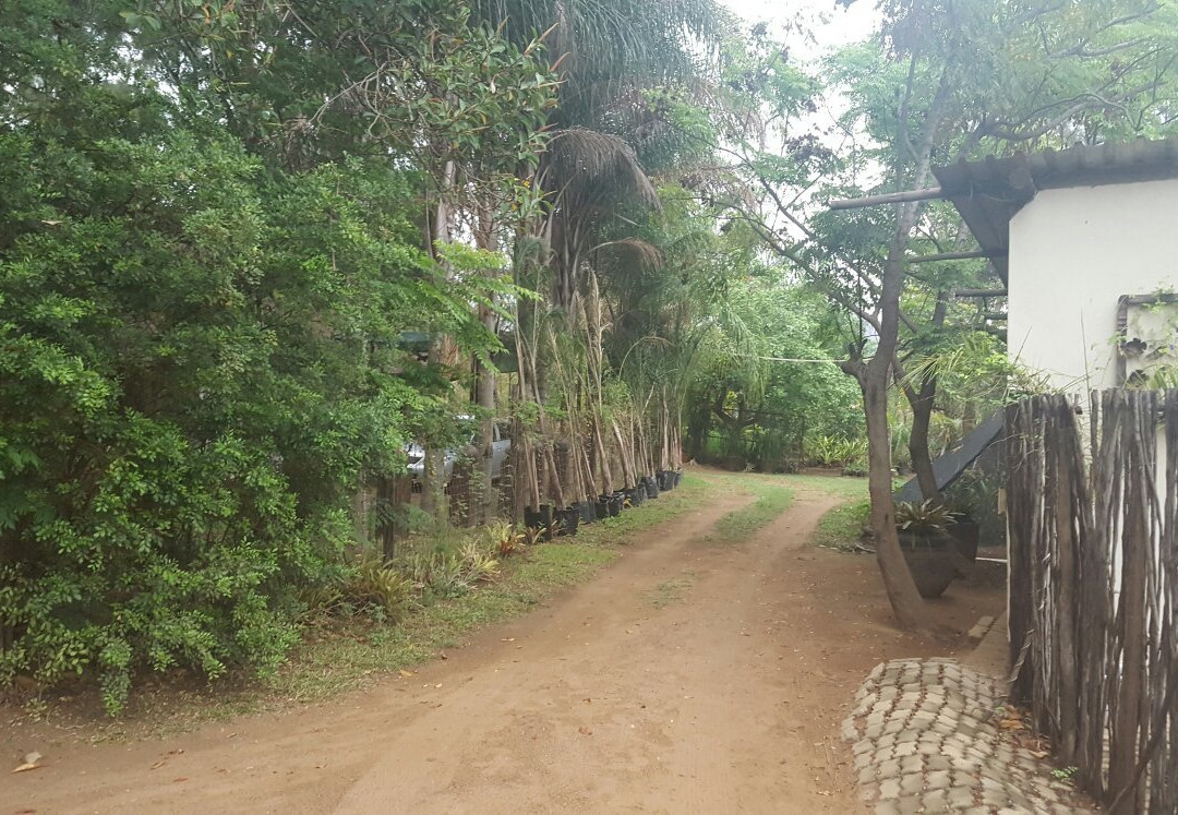 Pongola Tropical主图