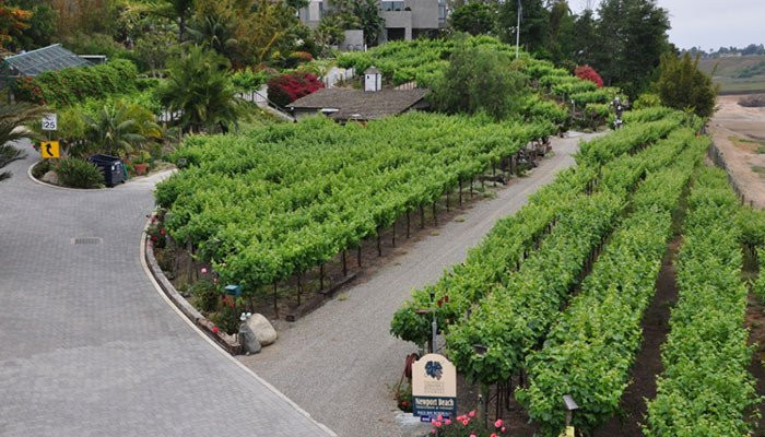Newport Beach Vineyards and Winery-纽波特海滩必去景点