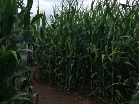 The Maize at The Pumpkin Patch-波特兰必去景点