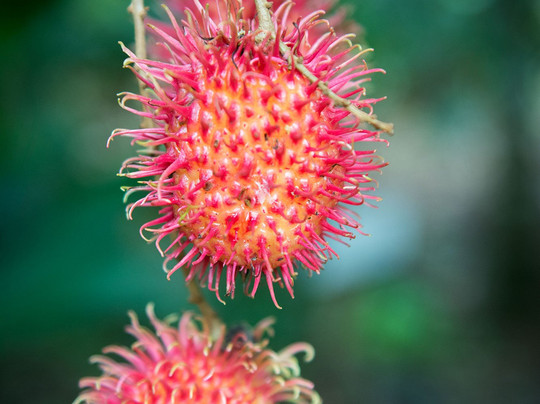 Osa Rural Tours-彭塔雷纳斯必去景点