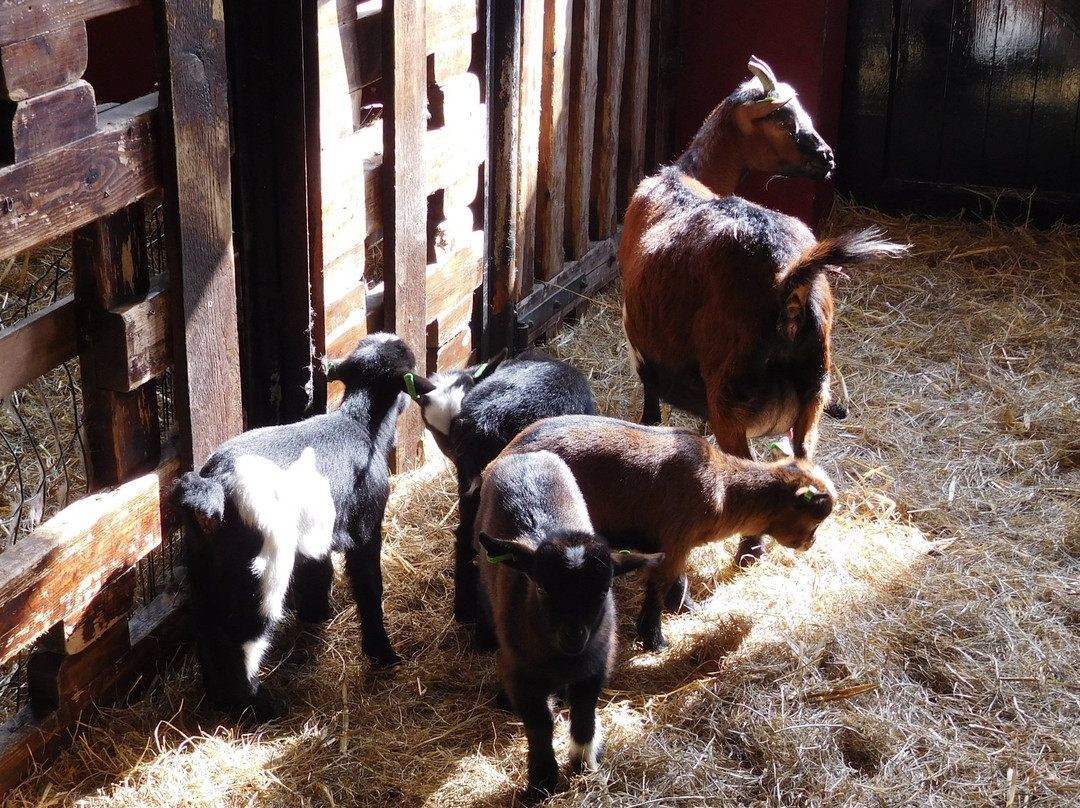 Kinderboerderij de Klepperhoeve-Middelburg必去景点