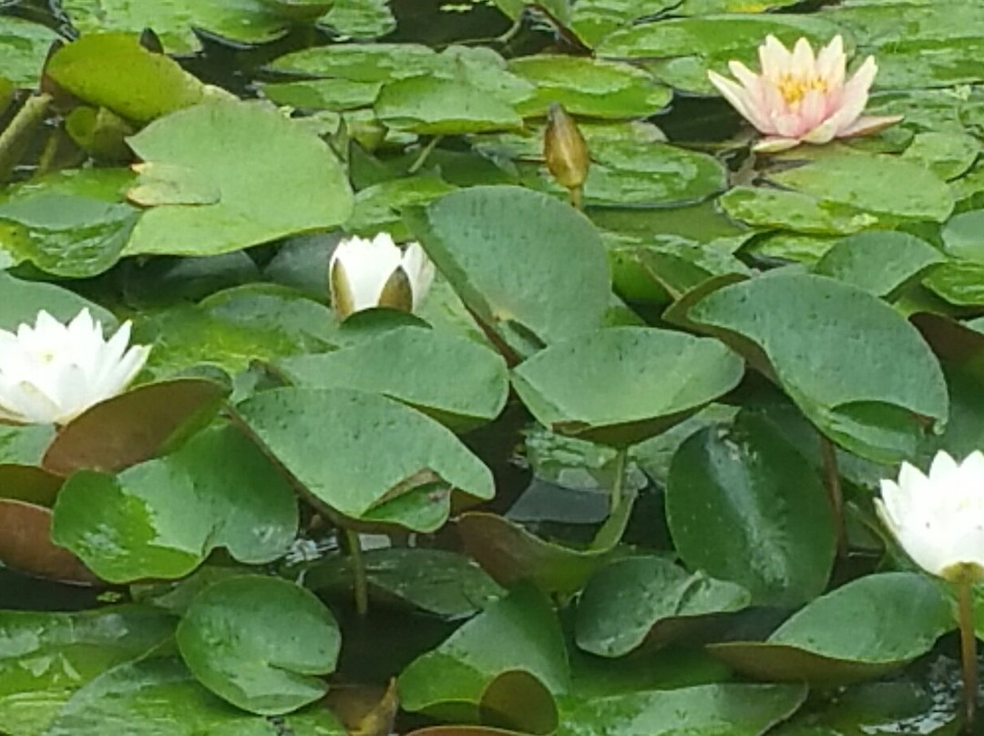 Hanahasu Park景点图片