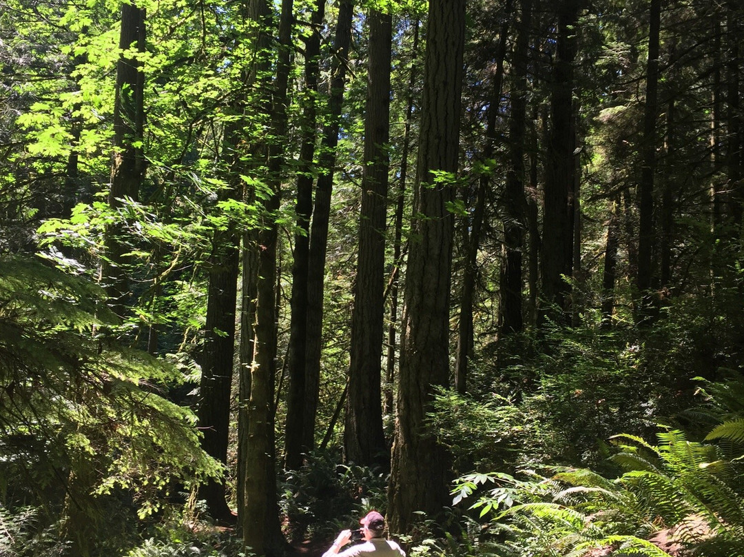 McCormick Forest-吉格港必去景点