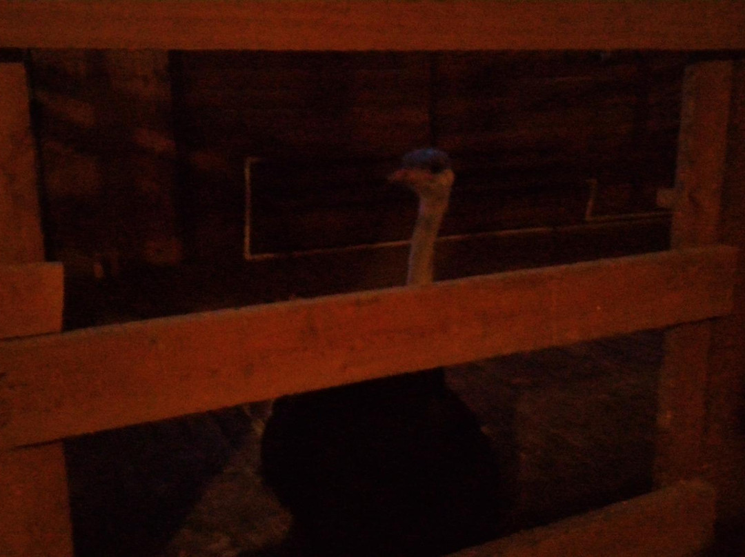 Ostrich Farm Straus Zabaikalya-赤塔必去景点