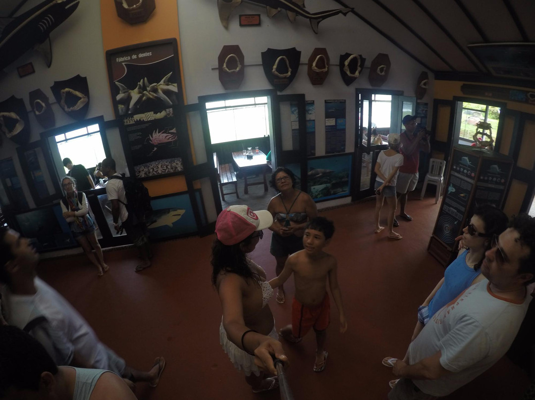 Shark Museum-费尔南多-迪诺罗尼亚群岛必去景点