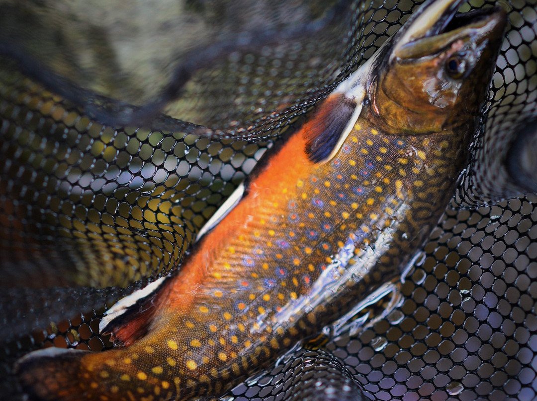 Noon Day Fly Fishing and Photography-罗宾斯维尔必去景点