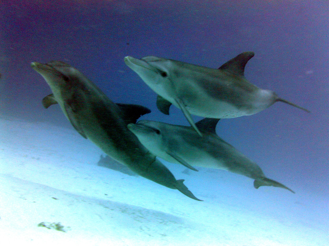 The Zanzibar Dive Centre, One Ocean-基万嘎必去景点