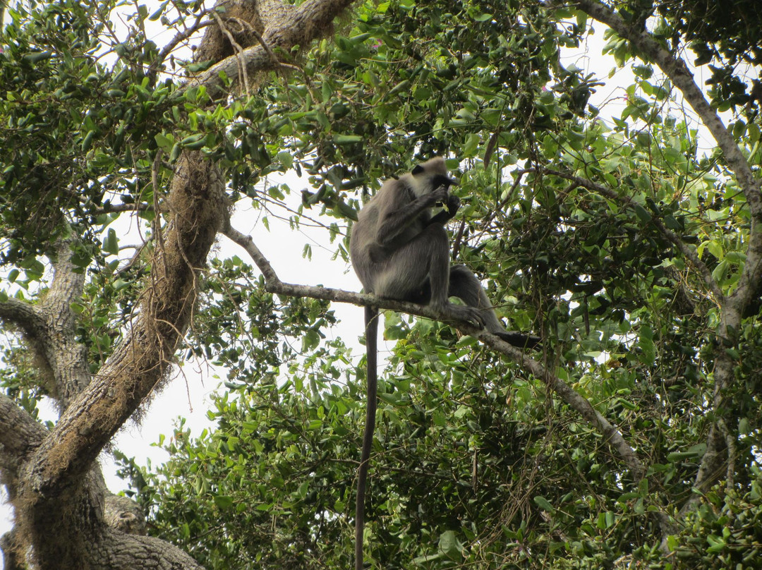 Okanda Devalaya-雅拉国家公园必去景点