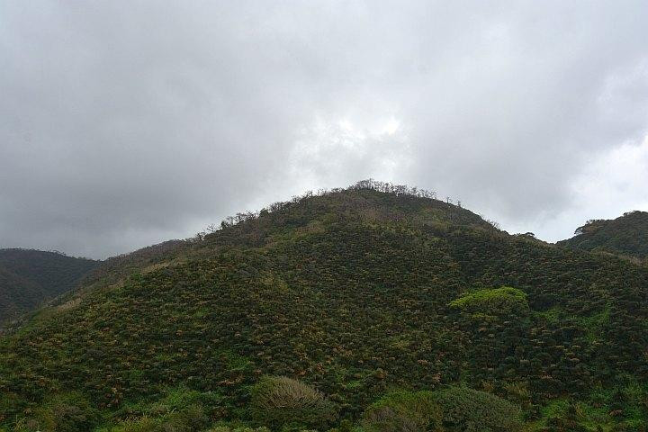 Natural Habitat of Musa Basjoo and Sago Palm-龙乡町必去景点
