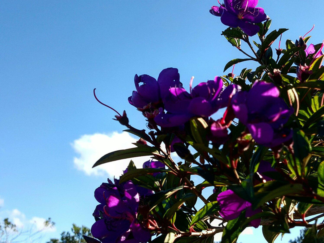 Cachoeira da Fumaca-Palmares必去景点