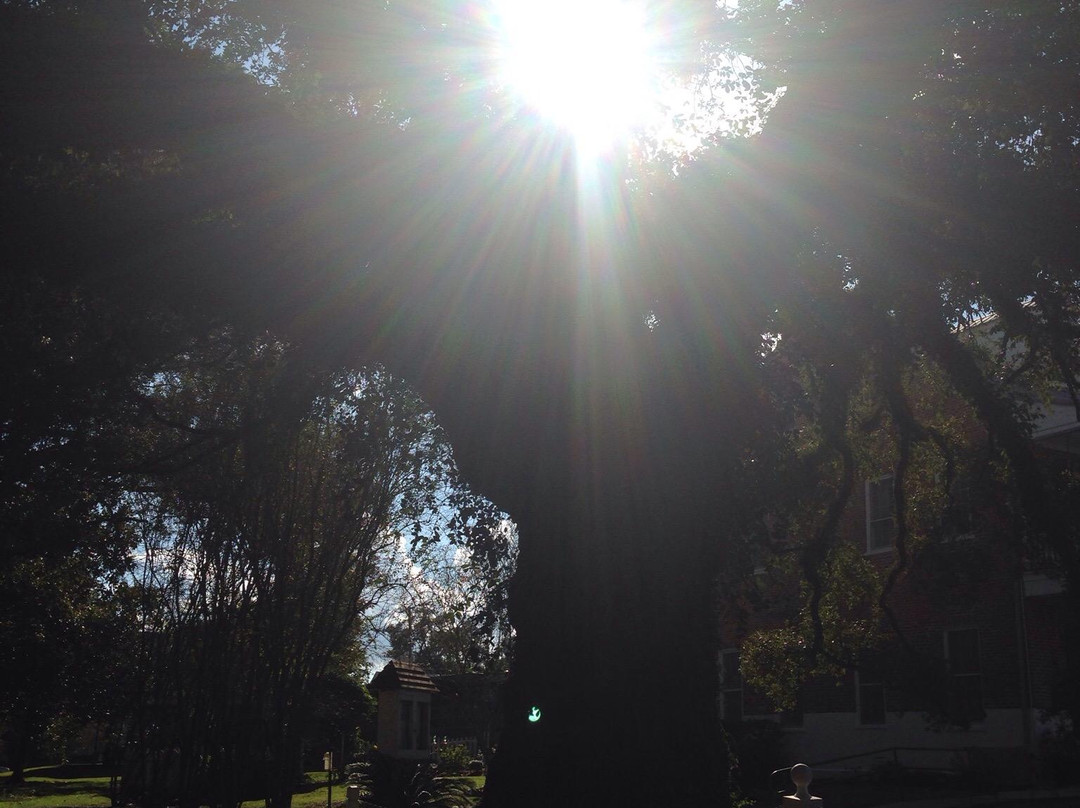 Evangeline Oak-Saint Martinville必去景点