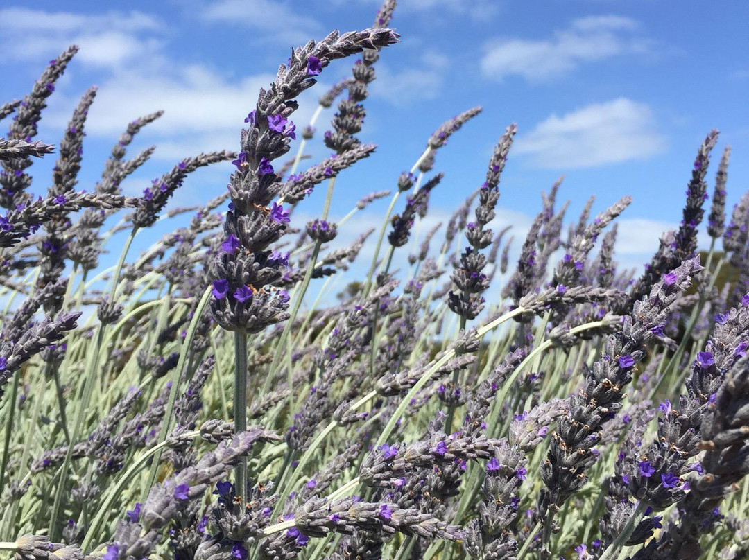 Emu Bay Lavender景点图片
