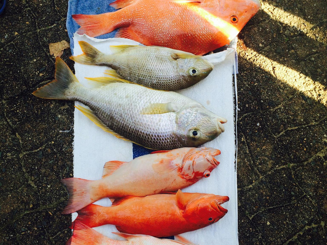 Blownaway Fishing Charters-凯恩斯必去景点