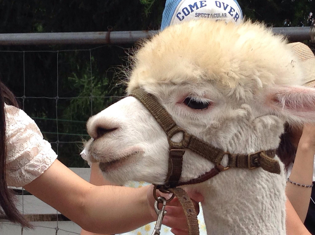 Nasu Alpaca Farm-那须町必去景点