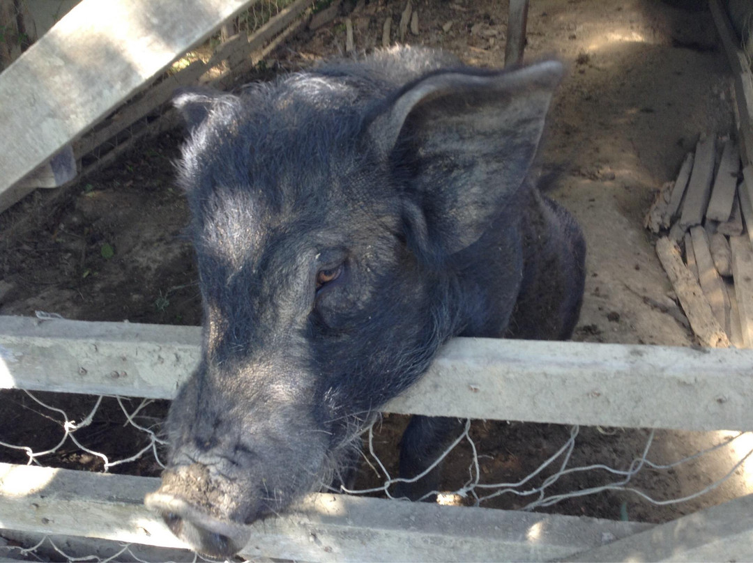 Cosmic Farm-碧瑶必去景点
