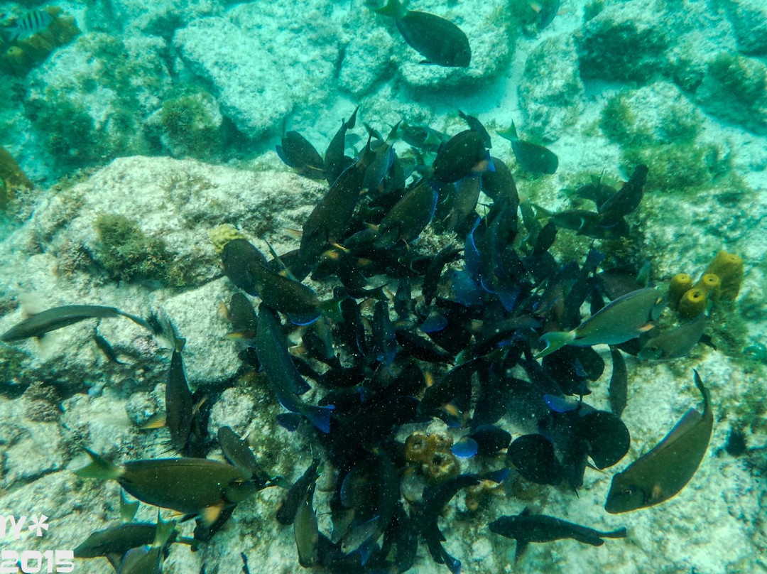 Discovery Snorkeling and Glassbottom Cruise景点图片