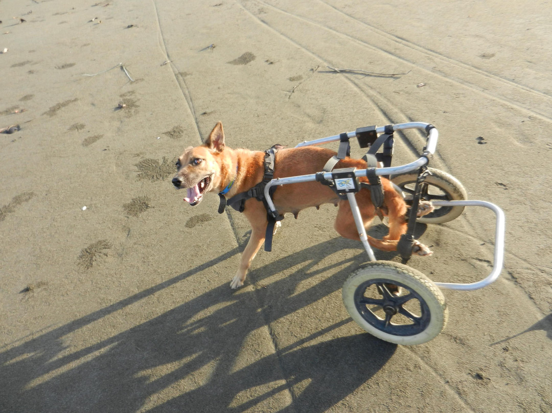 Aklan Animal Rescue & Rehabilitation Center-卡利波必去景点