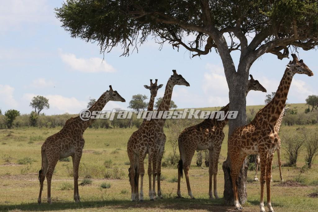 Safari Quest Kenya - Day Adventures景点图片