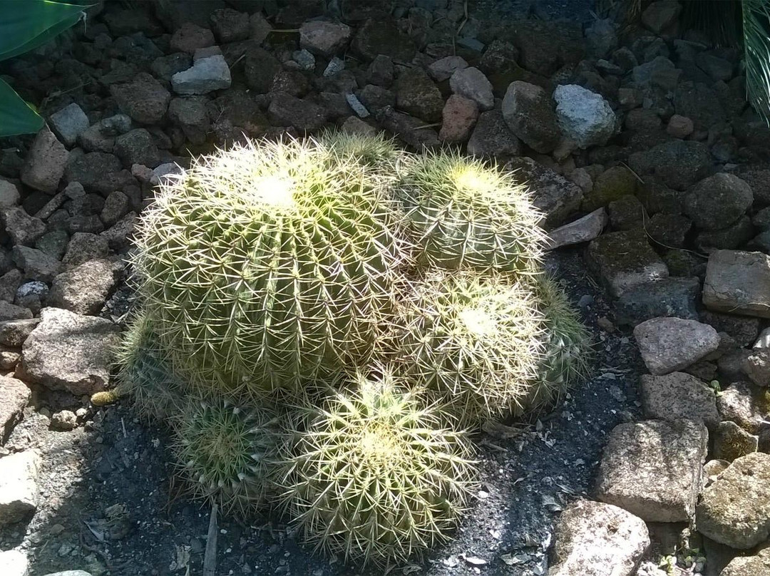 Cactus Garden Sailana景点图片