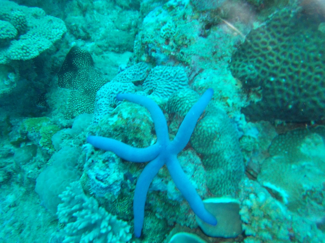 Abalone Plongée-Boueni必去景点