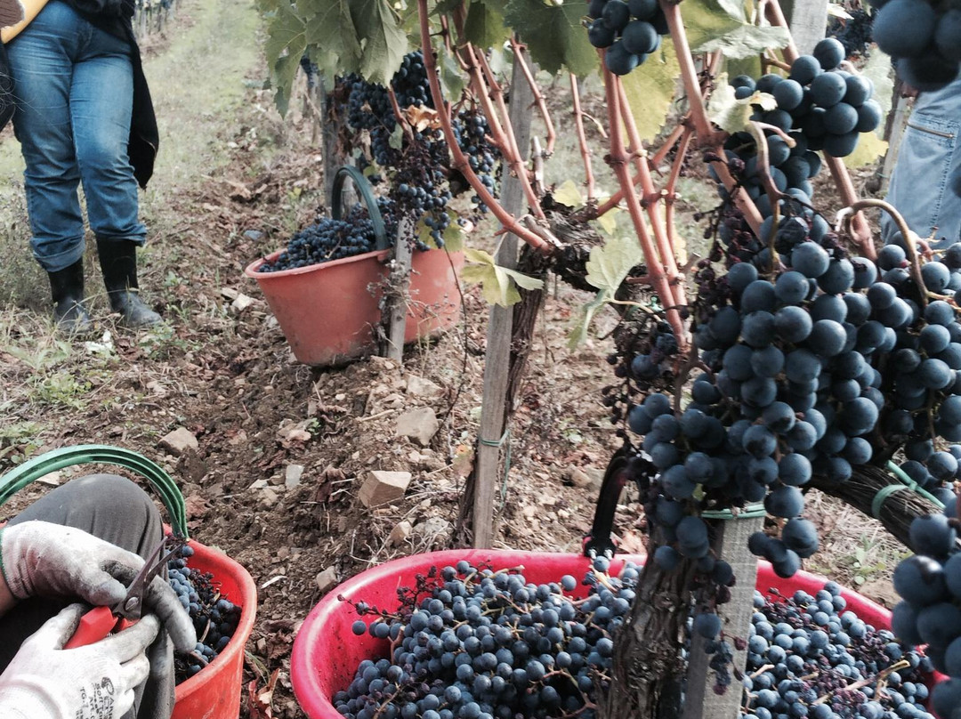 Azienda Agricola Il Palagio di Panzano景点图片