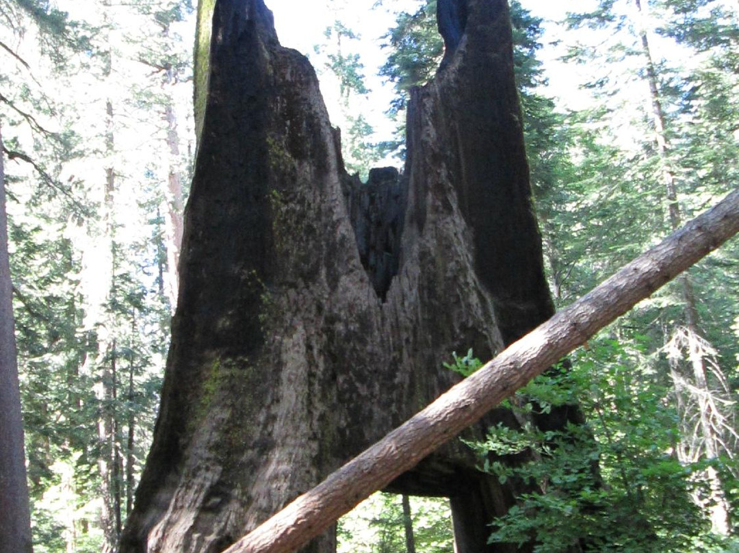 Tuolumne Grove of Giant Sequoias-优胜美地国家公园必去景点