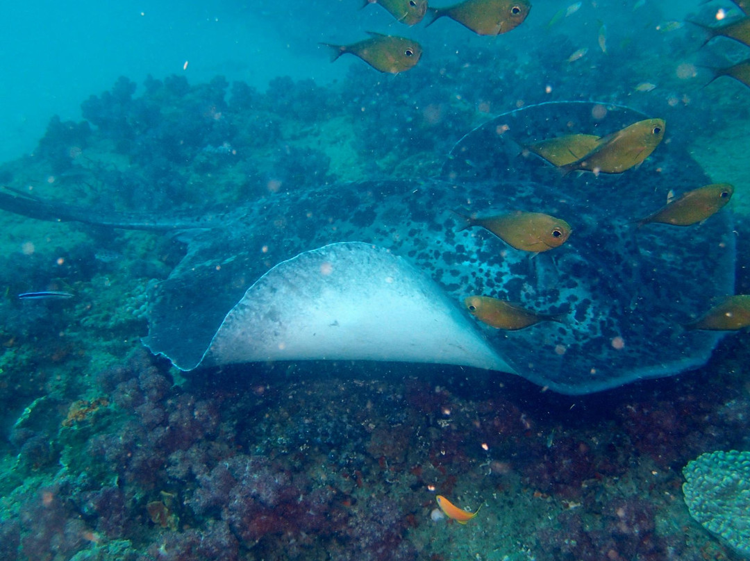 Simply Scuba Dive Charters-Ponta do Ouro必去景点