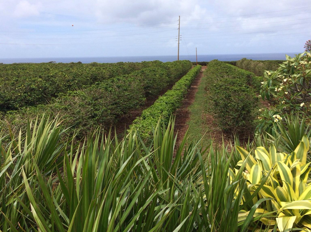 Kauai Coffee Company-卡拉西奥必去景点