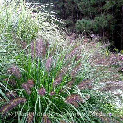 Plant Paradise Country Gardens-卡利登必去景点