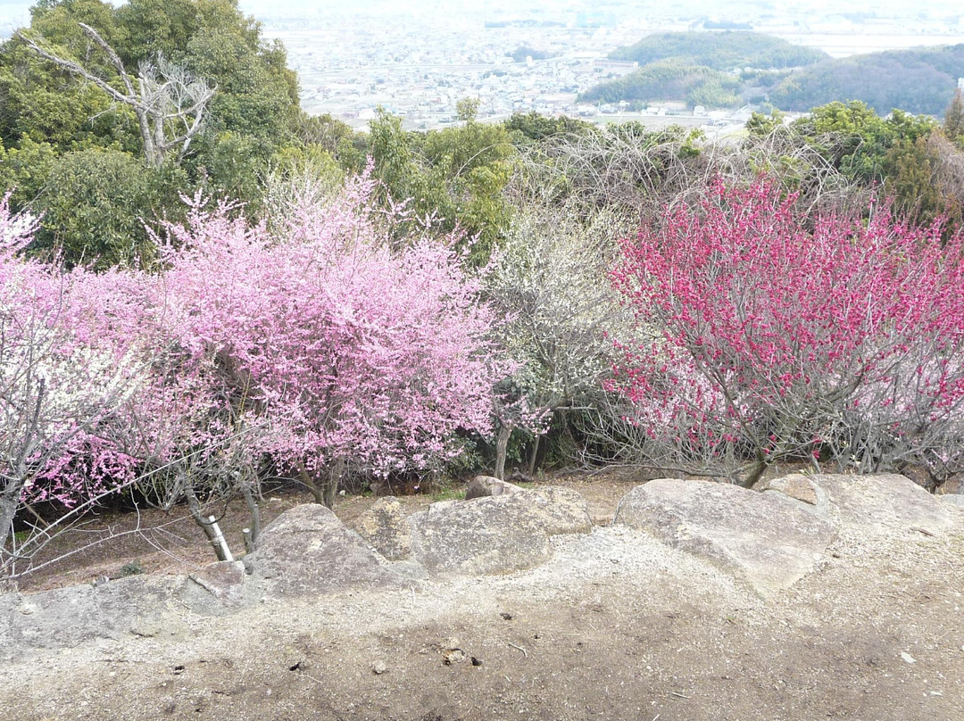 Ume Tree Parks-龙野市必去景点