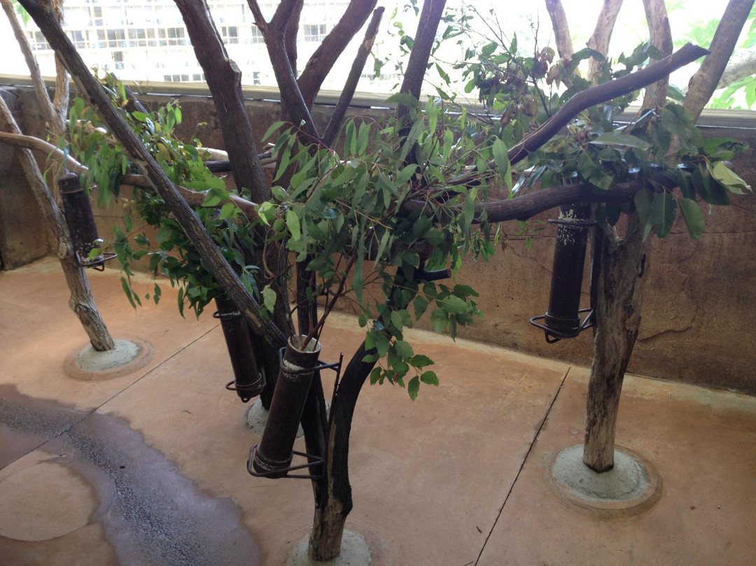 Cairns ZOOM and Wildlife Dome-凯恩斯必去景点