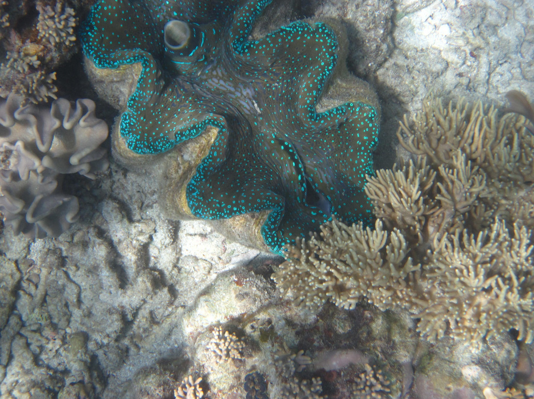 Cod Hole-蜥蜴岛必去景点