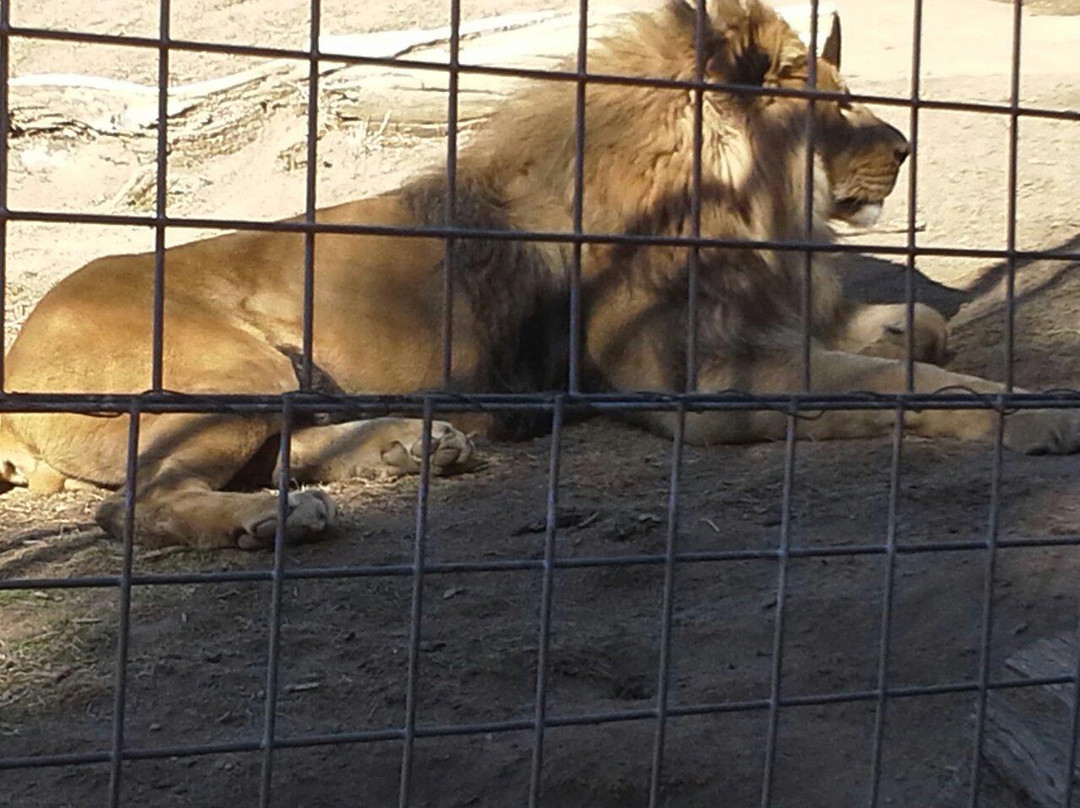 Project Survival's Cat Haven-Dunlap必去景点