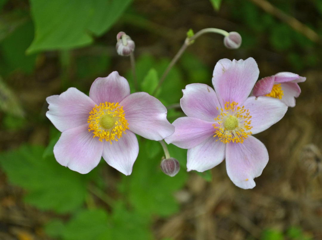 汉波湾公园-多伦多必去景点