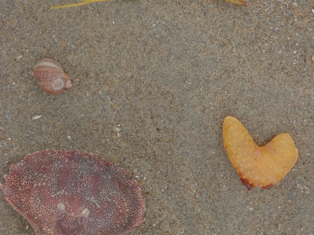 Popham Beach State Park-Phippsburg必去景点